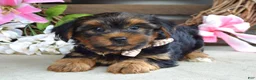 Yorkshire Terrier dogs for sale: Chase - Ad 8
