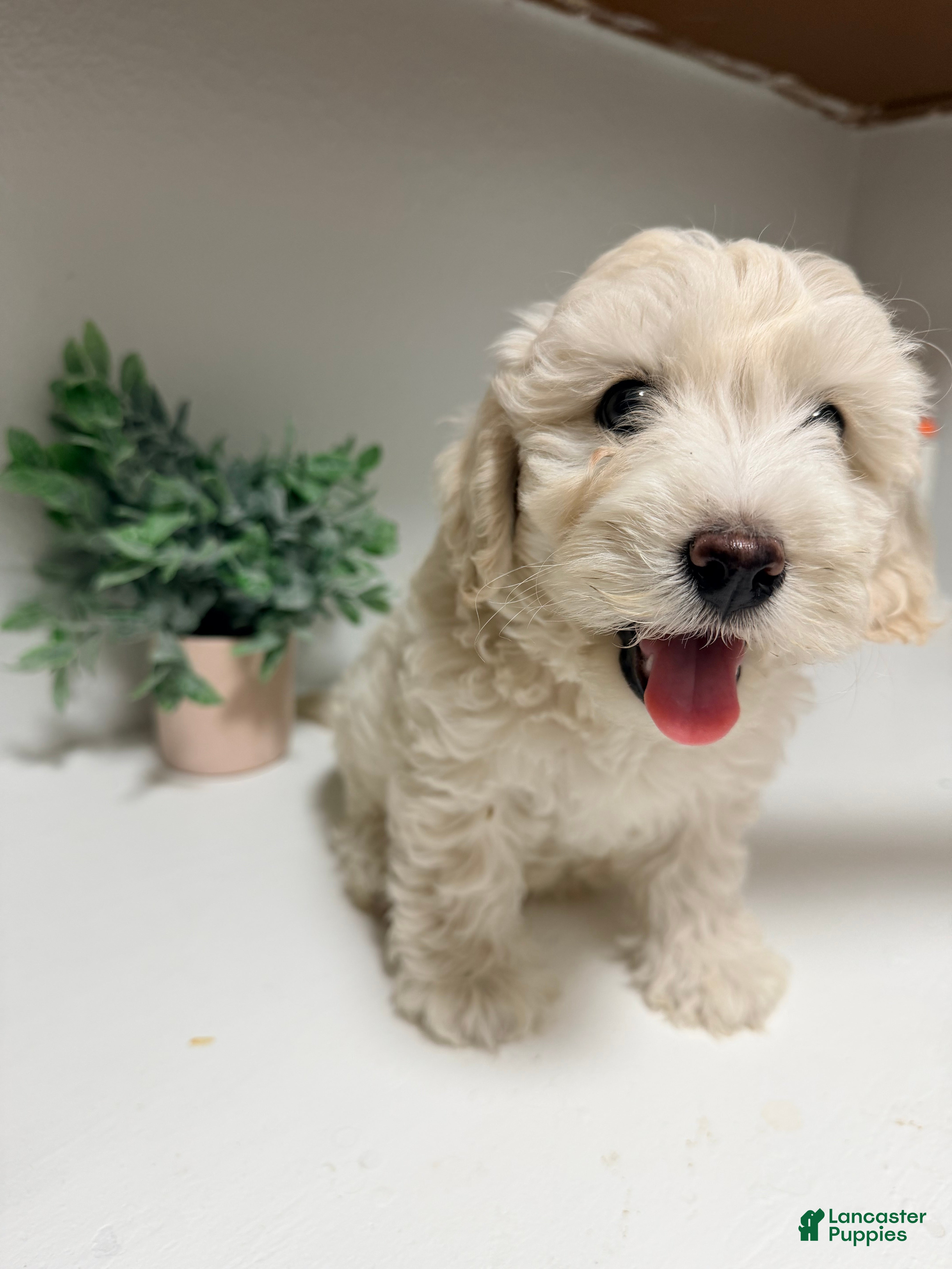 Maltipoo dogs Maltipoo 1 - Ad 10