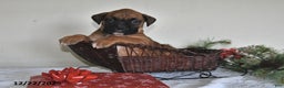 Boxer dogs for sale: Bingo - Ad 4