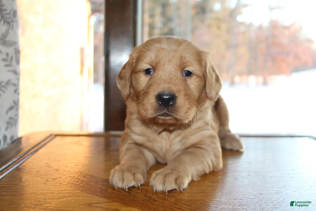 Golden Retriever dogs for sale: Rook - Ad 2