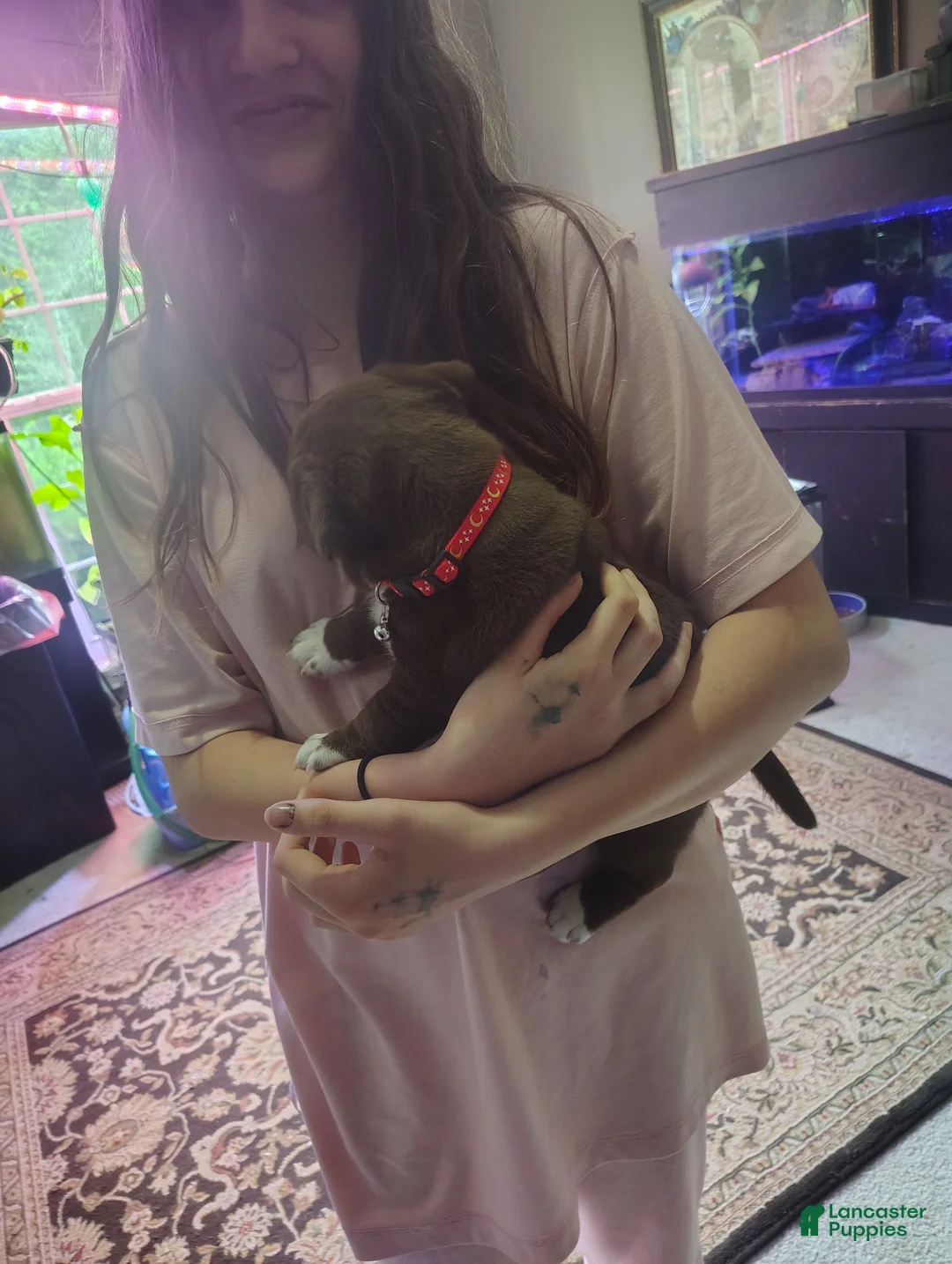 Mixed Breed dogs for sale: Con - Ad 2