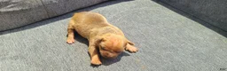 American Bully dogs for sale: Bella - Ad 4
