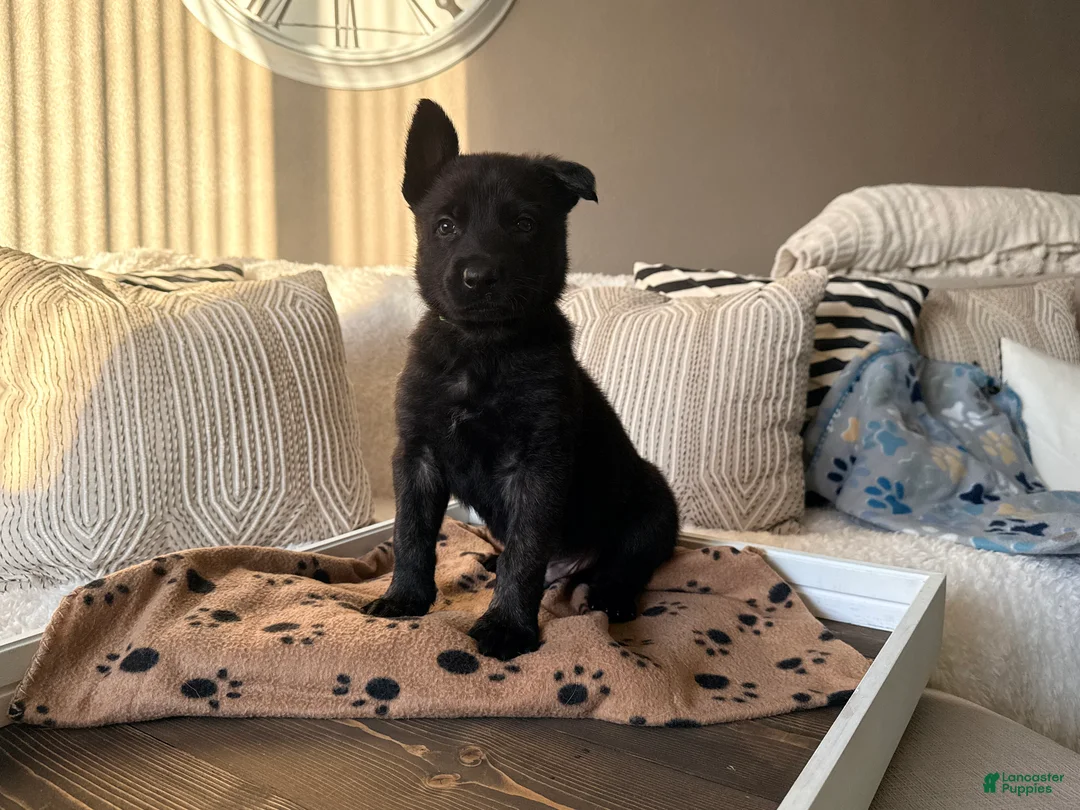 Mixed Breed dogs for sale: Mixed Breed Puppy 6 - Ad 2