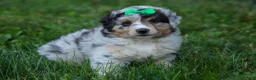 Miniature Australian Shepherd dogs for sale: LANDON [ new pictures] - Ad 24
