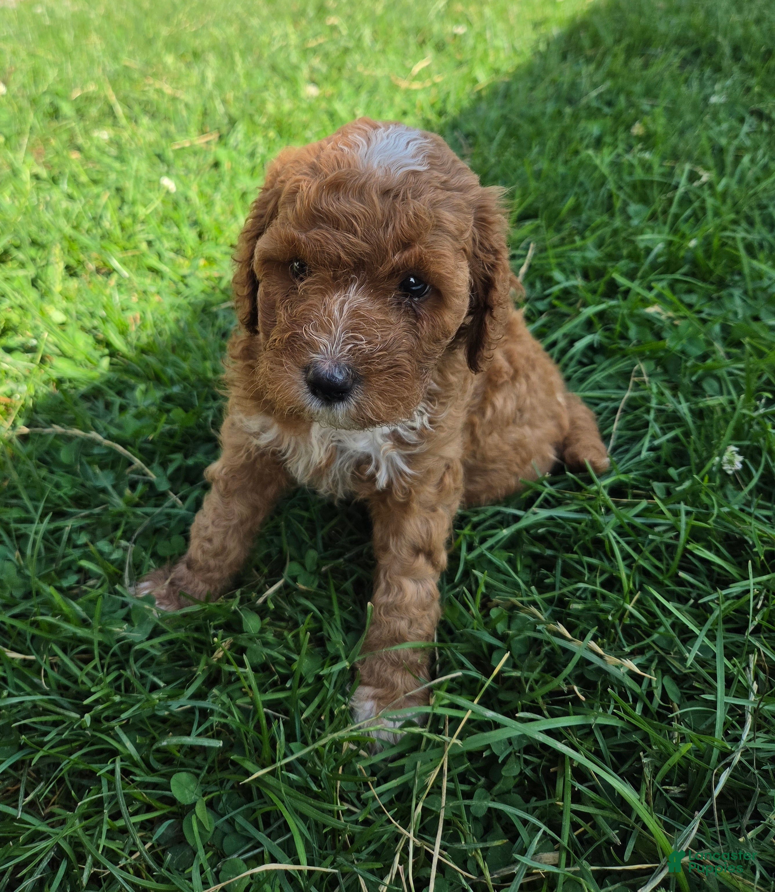 Cavapoo dogs Ruby - Ad 2