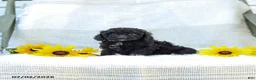Cavapoo dogs for sale: Kenny - Ad 3