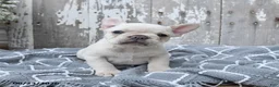 French Bulldog dogs for sale: Levi - Ad 4