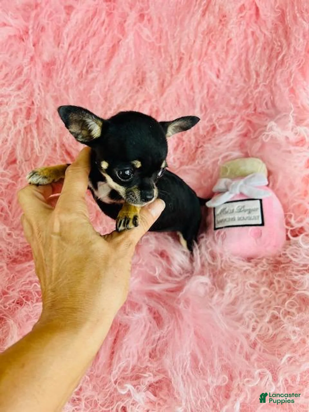 Chihuahua dogs for sale: Chihuahua 1 - Ad 6