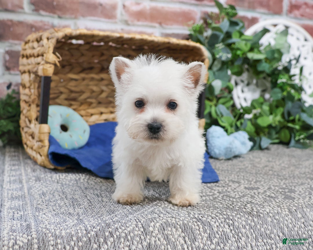 West Highland Terrier dogs for sale: Allister  - Ad 3