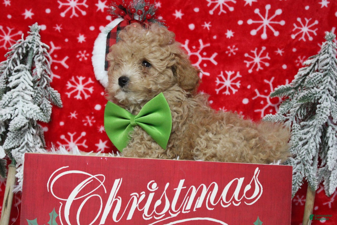 Havapoo dogs for sale: Foxtrot  - Ad 5