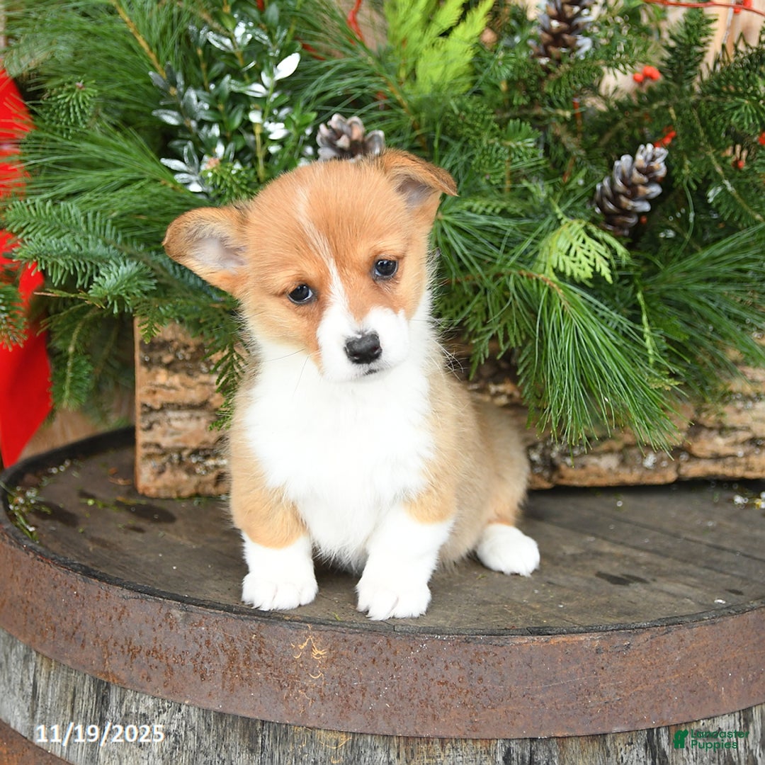 Welsh Corgi Pembroke dogs for sale: Angel - Ad 1