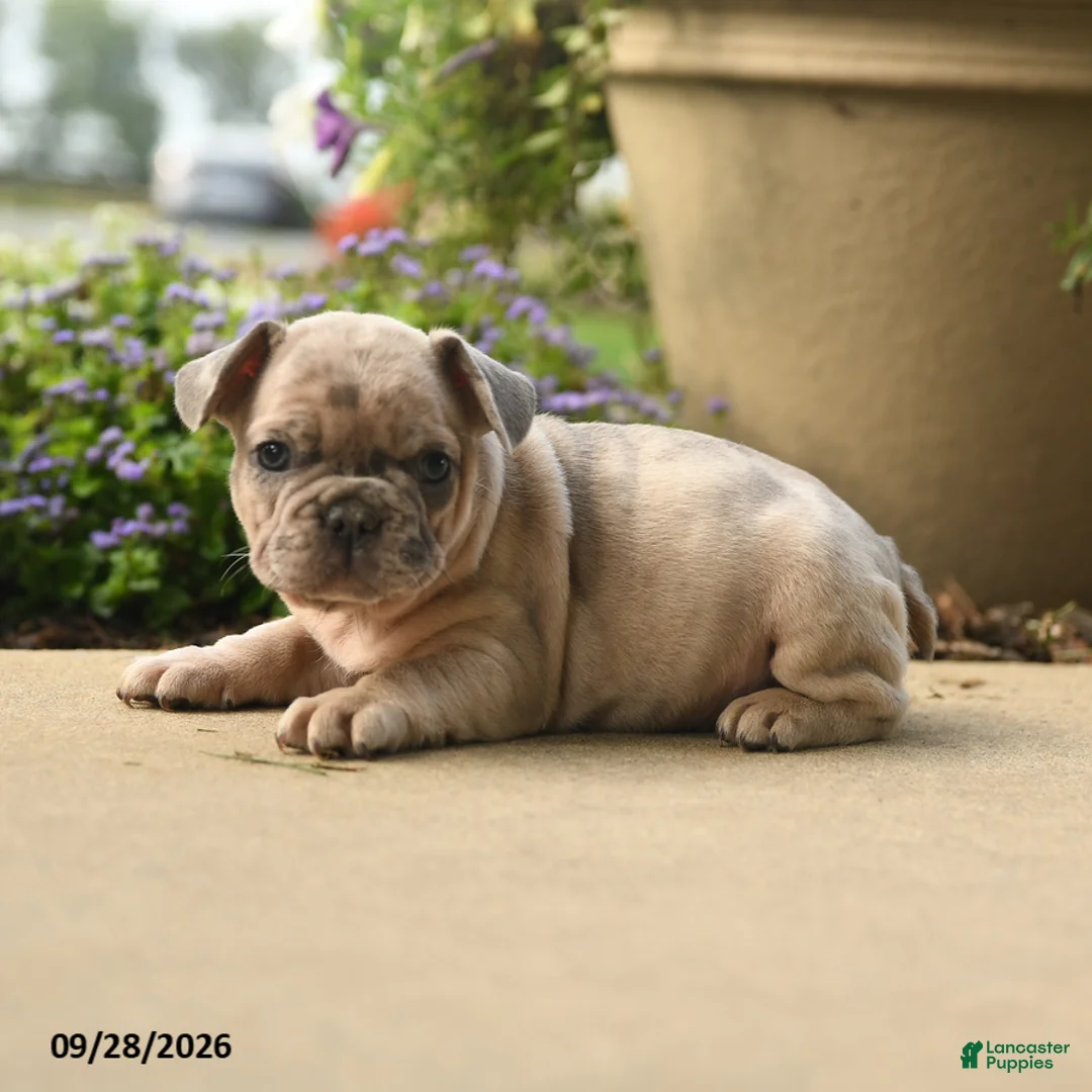 French Bulldog dogs for sale: Hugo - Ad 2