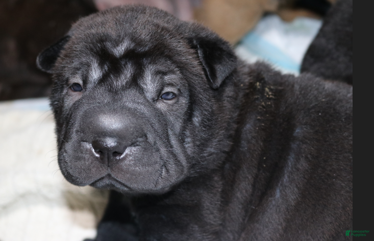 Shar Pei dogs Princess - Ad 2