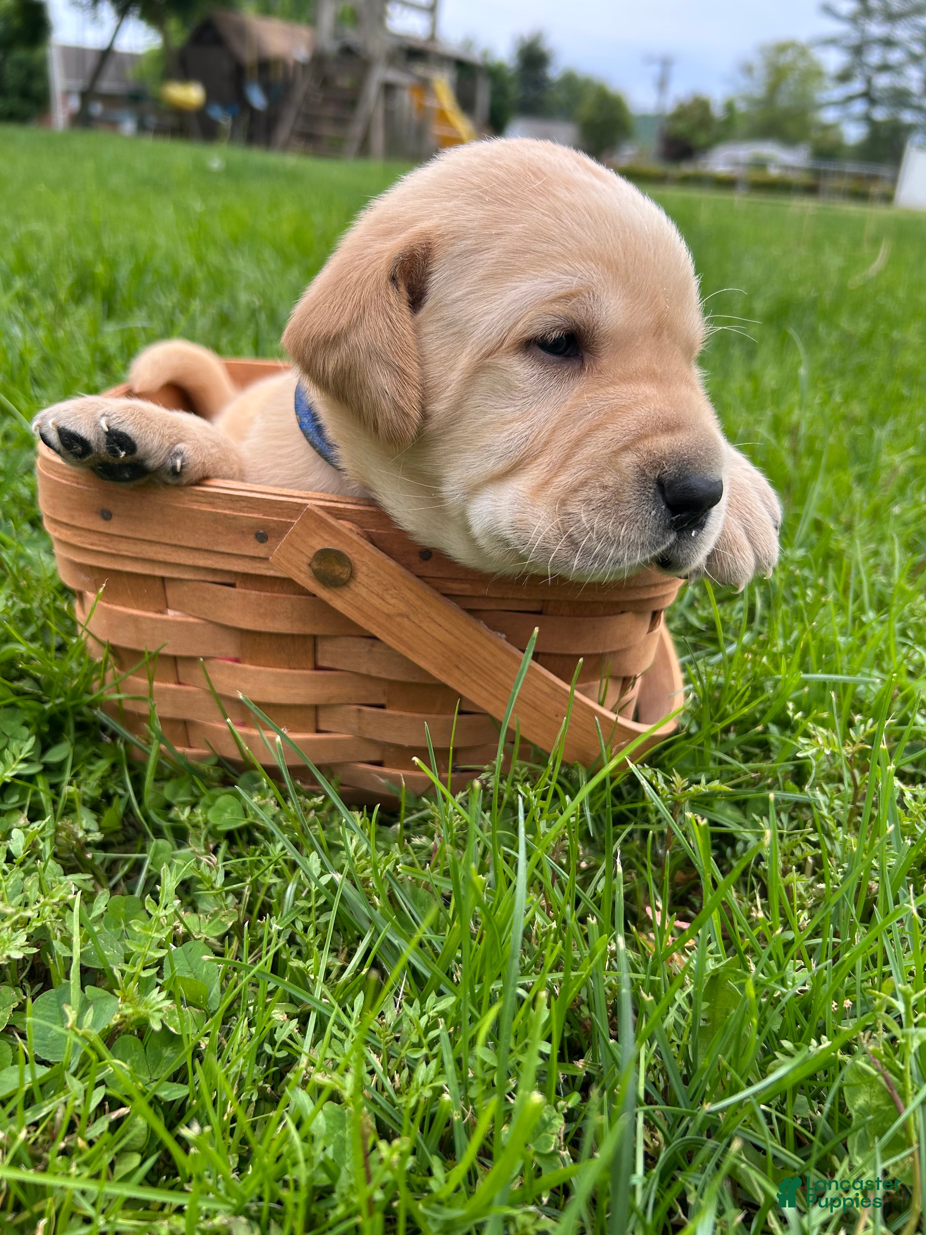 Labrador Retriever dogs Herbert Hoover - Blue - Ad 1