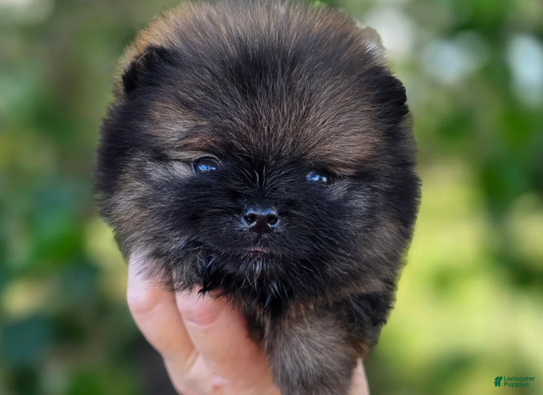 Pomeranian dogs for sale: Pomeranian Puppy 1 - Ad 1