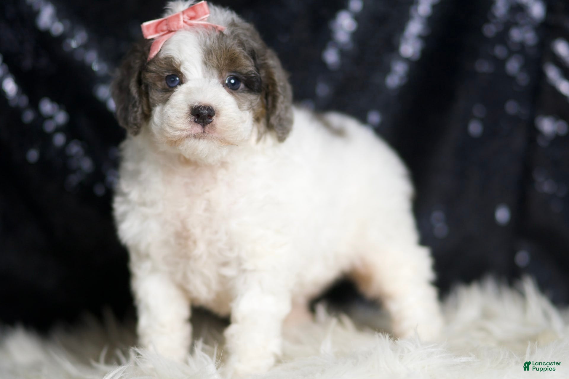 Mini Goldendoodle dogs Vienna - Ad 30