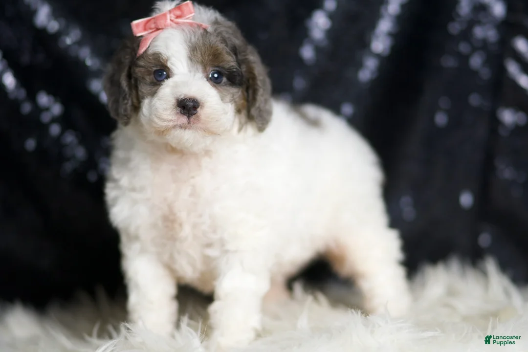 Mini Goldendoodle dogs for sale: Vienna - Ad 1