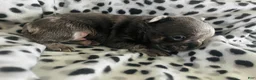 Mixed Breed dogs for sale: Ash - Ad 3