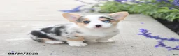 Welsh Corgi Pembroke dogs for sale: Laurel - Ad 3