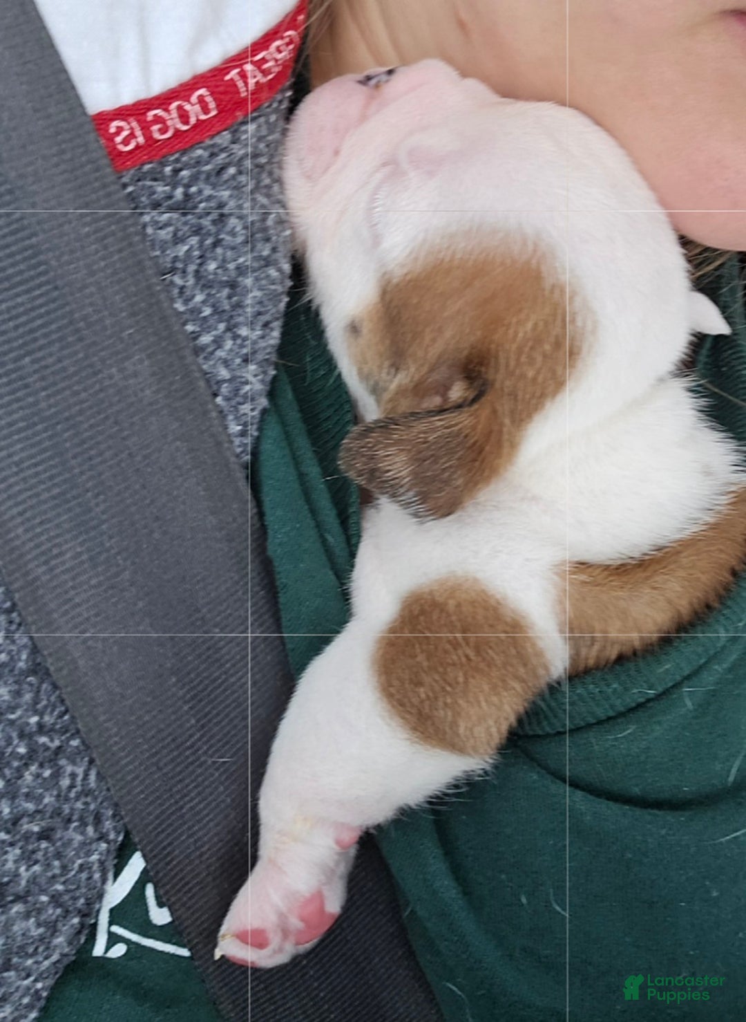 English Bulldog dogs for sale: Linus - Ad 6