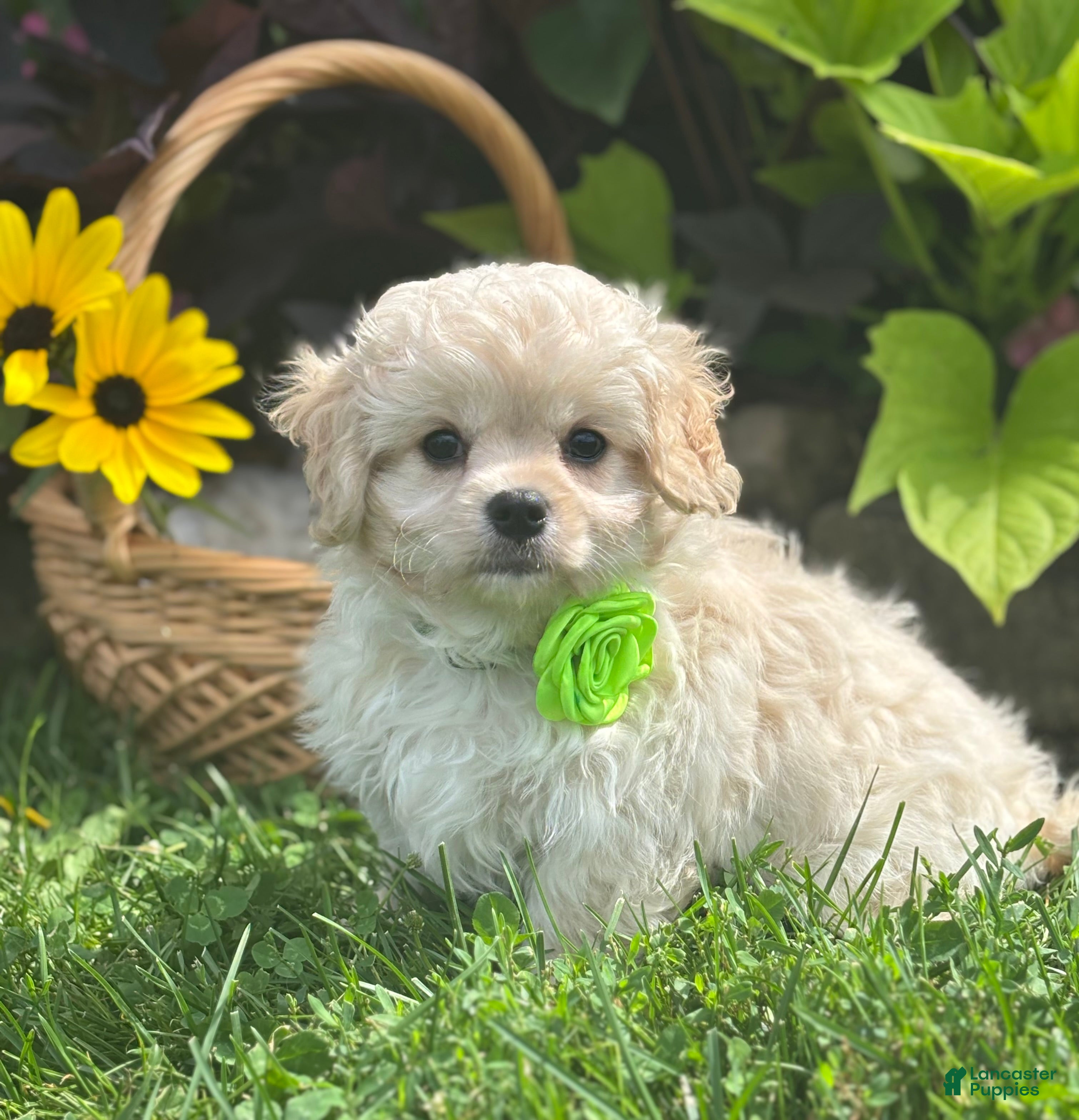 Mixed Breed dogs Karmel - Ad 1