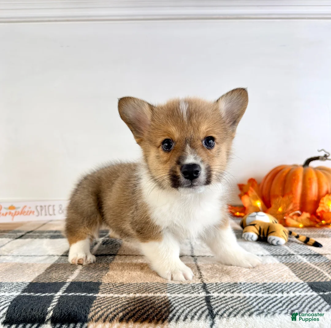 Welsh Corgi Pembroke dogs for sale: CKC Hobie - Ad 2