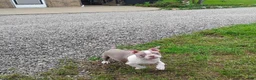 Boston Terrier dogs for sale: Roland - Ad 7