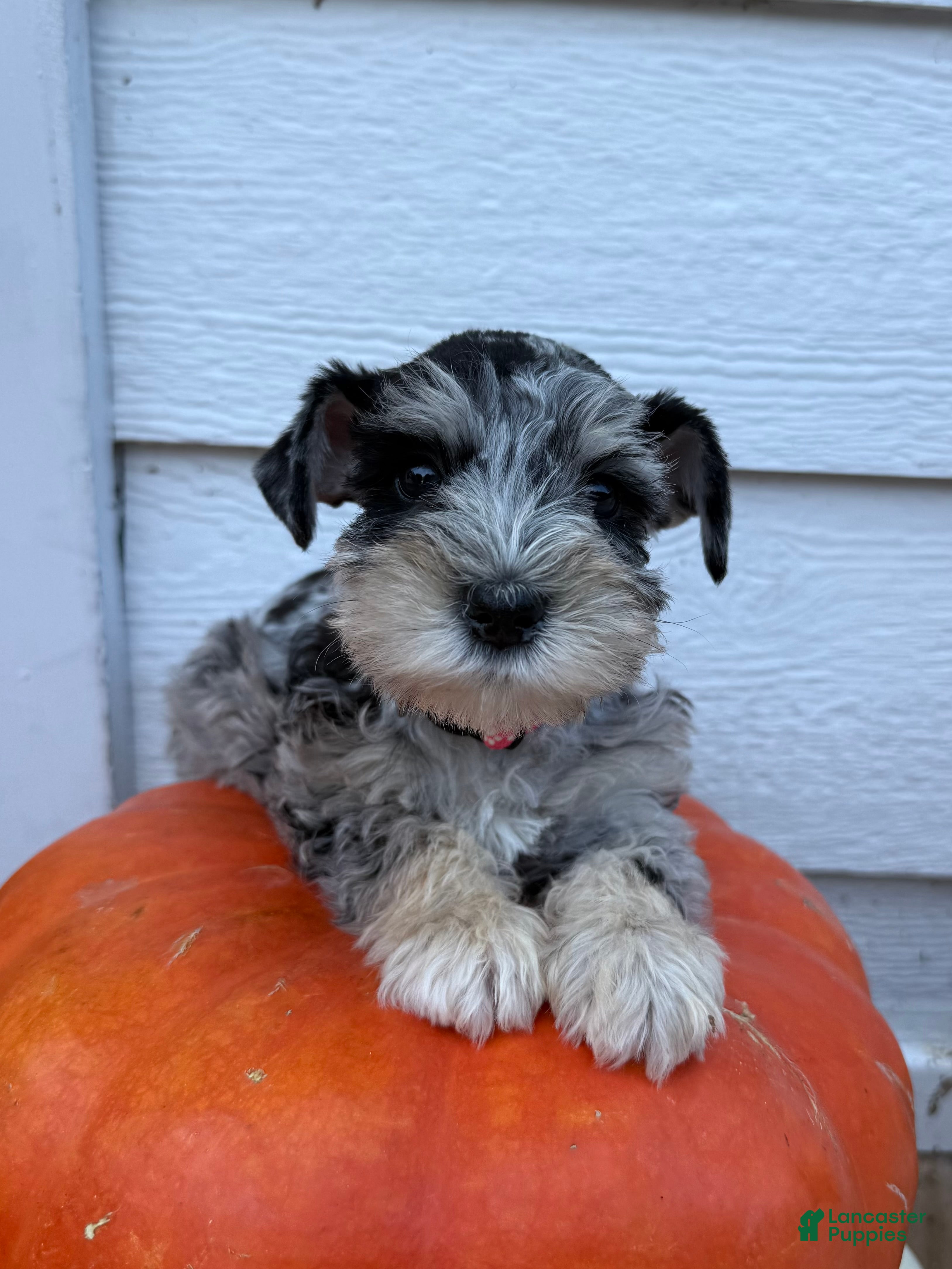Miniature Schnauzer dogs Strawberry  - Ad 8