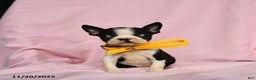 Boston Terrier dogs for sale: Tinkerbell - Ad 4