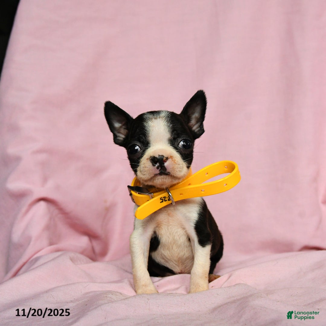 Boston Terrier dogs for sale: Tinkerbell - Ad 4
