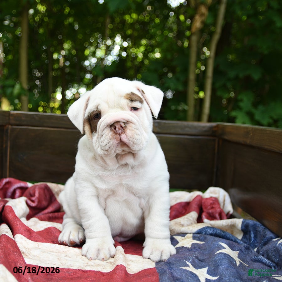 Olde English Bulldogge dogs Steffy - Ad 1
