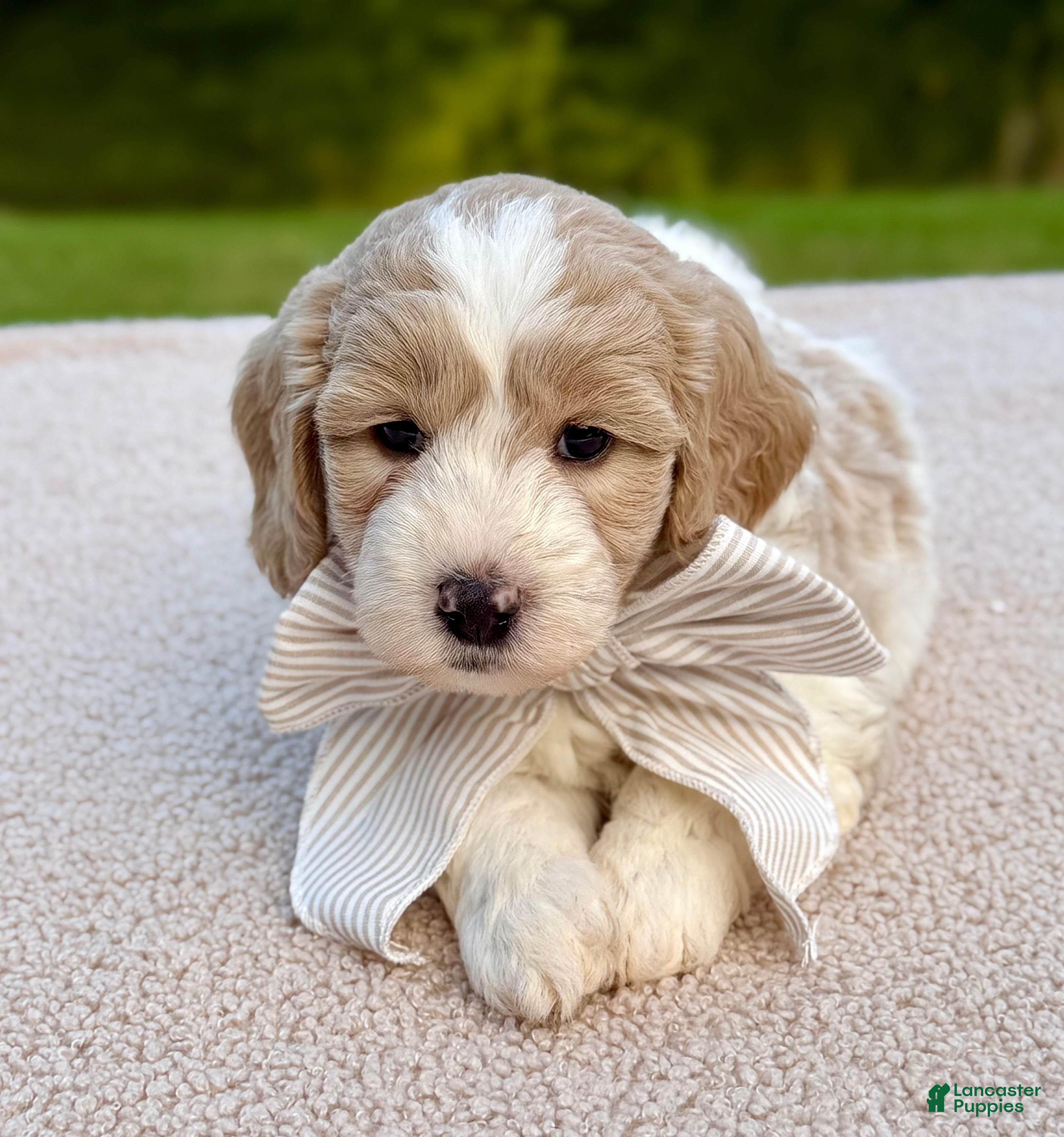 Goldendoodle dogs Flopsy  - Ad 1
