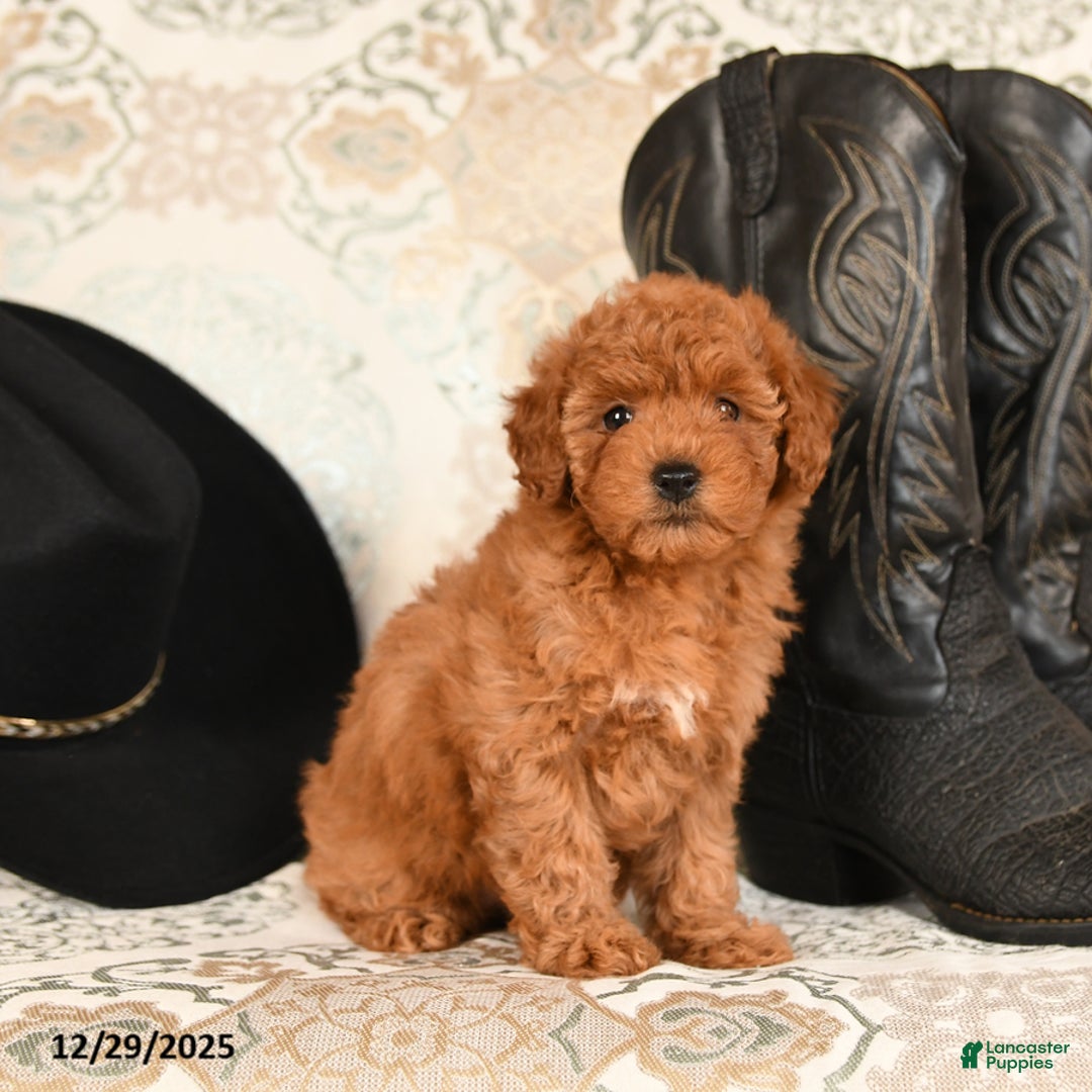 Cavapoo dogs for sale: Snuggles   - Ad 5