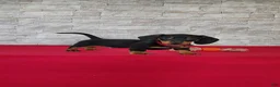 Miniature Dachshund dogs for sale: Tameron - Ad 4