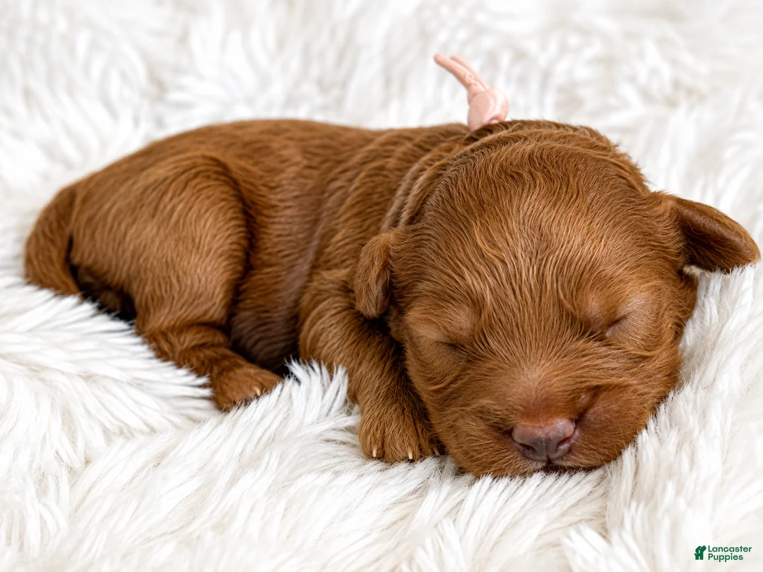 Cockapoo dogs for sale: Willow - Ad 2