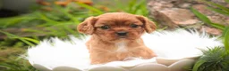 Cavalier King Charles Spaniel dogs for sale: Poppy Cavalier King Charles Spaniel - Ad 8