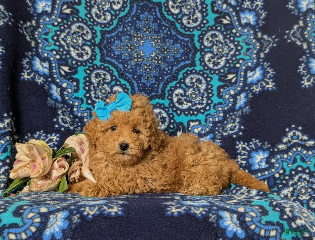 Toy Poodle dogs for sale: Ilyse 8 lbs Full Grown - Ad 5