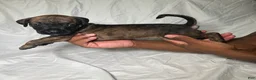 Presa Canario dogs for sale: Presa Canario 4 - Ad 2