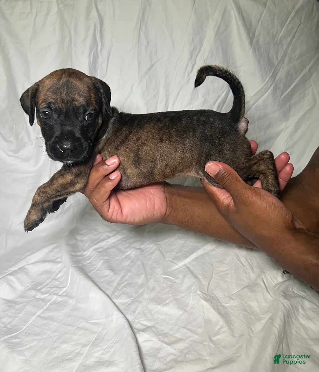 Presa Canario dogs for sale: Presa Canario 4 - Ad 2
