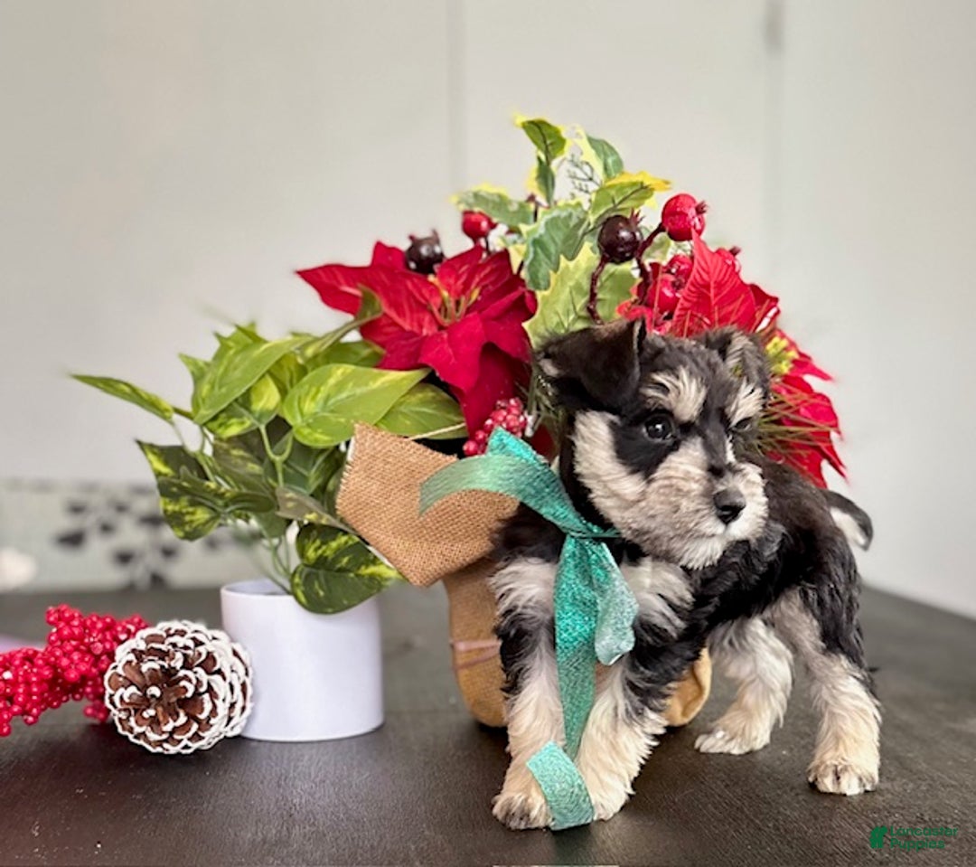 Miniature Schnauzer dogs for sale: Sparky - Ad 6