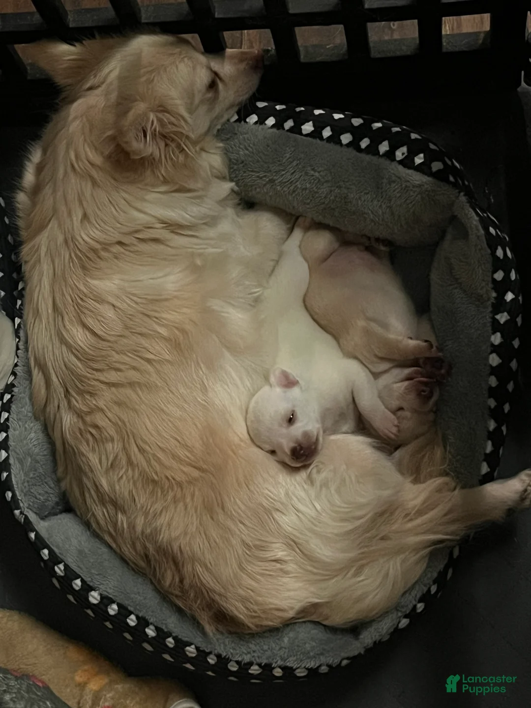 Pomchi dogs for sale: Pomchi Puppy 3 - Ad 6