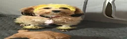 Shihpoo dogs for sale: Shihpoo 4 ~ prince - boy  - Ad 11