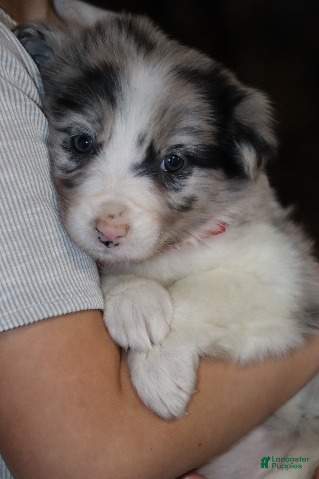 Border Collie dogs for sale: Border Collie Puppy 1 - Ad 6
