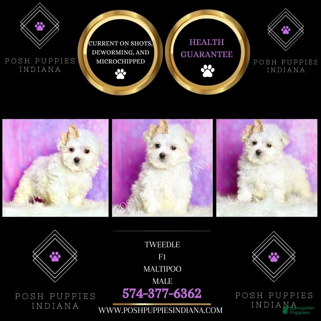 Maltipoo dogs for sale: Tweedle - Ad 2