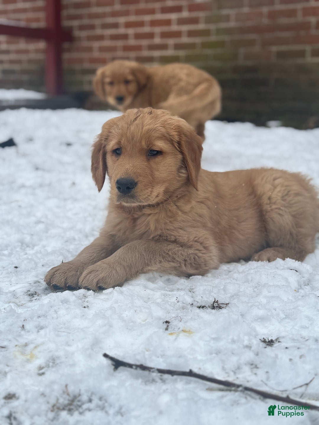 Golden Retriever dogs for sale: Marley - Ad 5