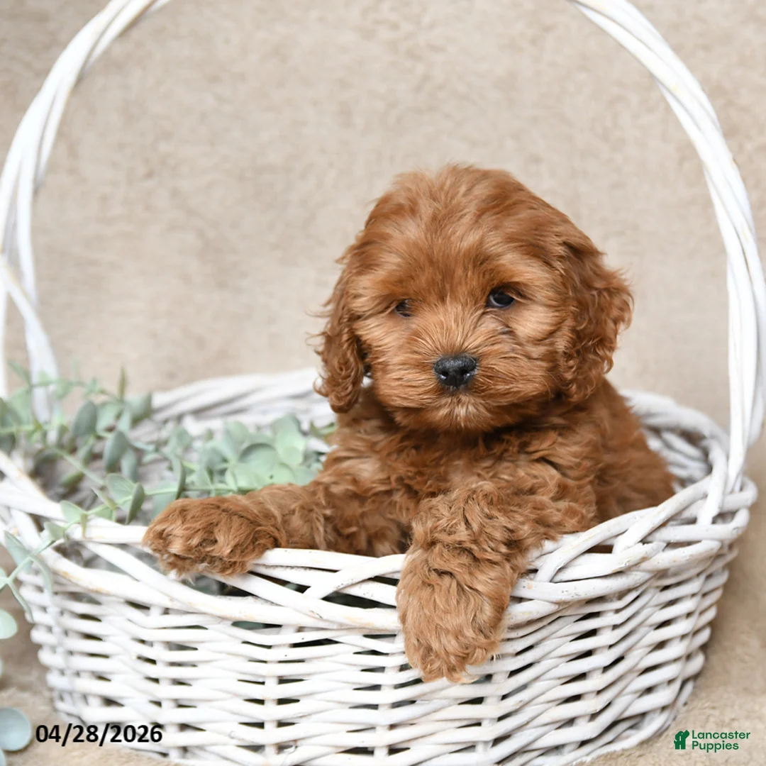 Cockapoo dogs for sale: Fiora - Ad 1