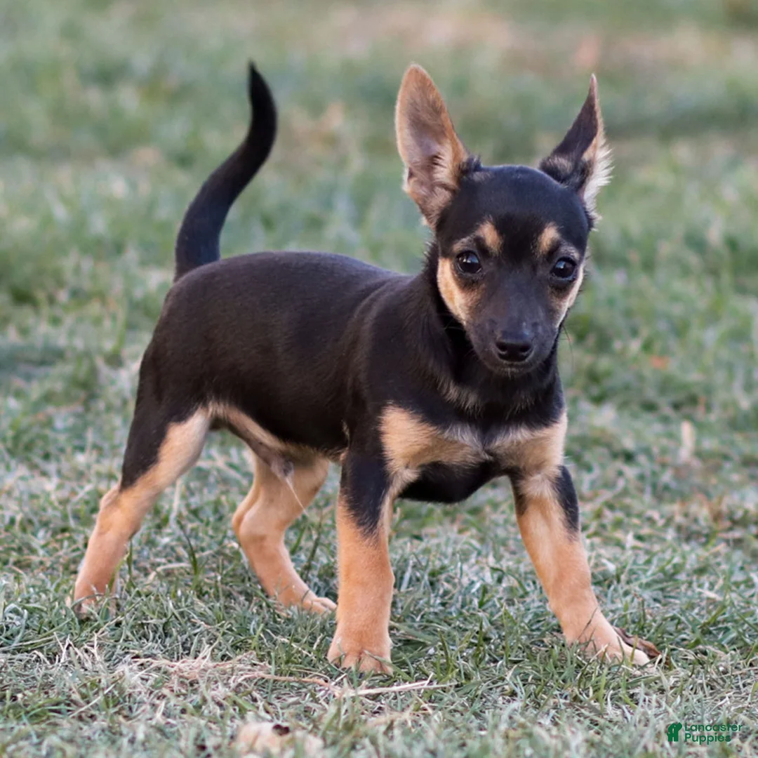 Chihuahua dogs for sale: Preston - Ad 7