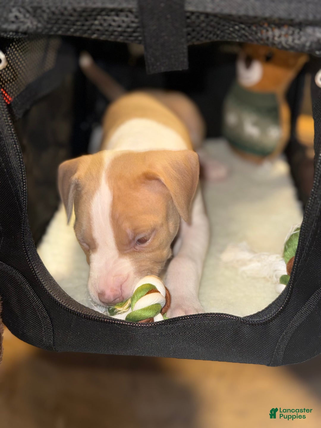 American Bully dogs for sale: Teddy - Ad 3