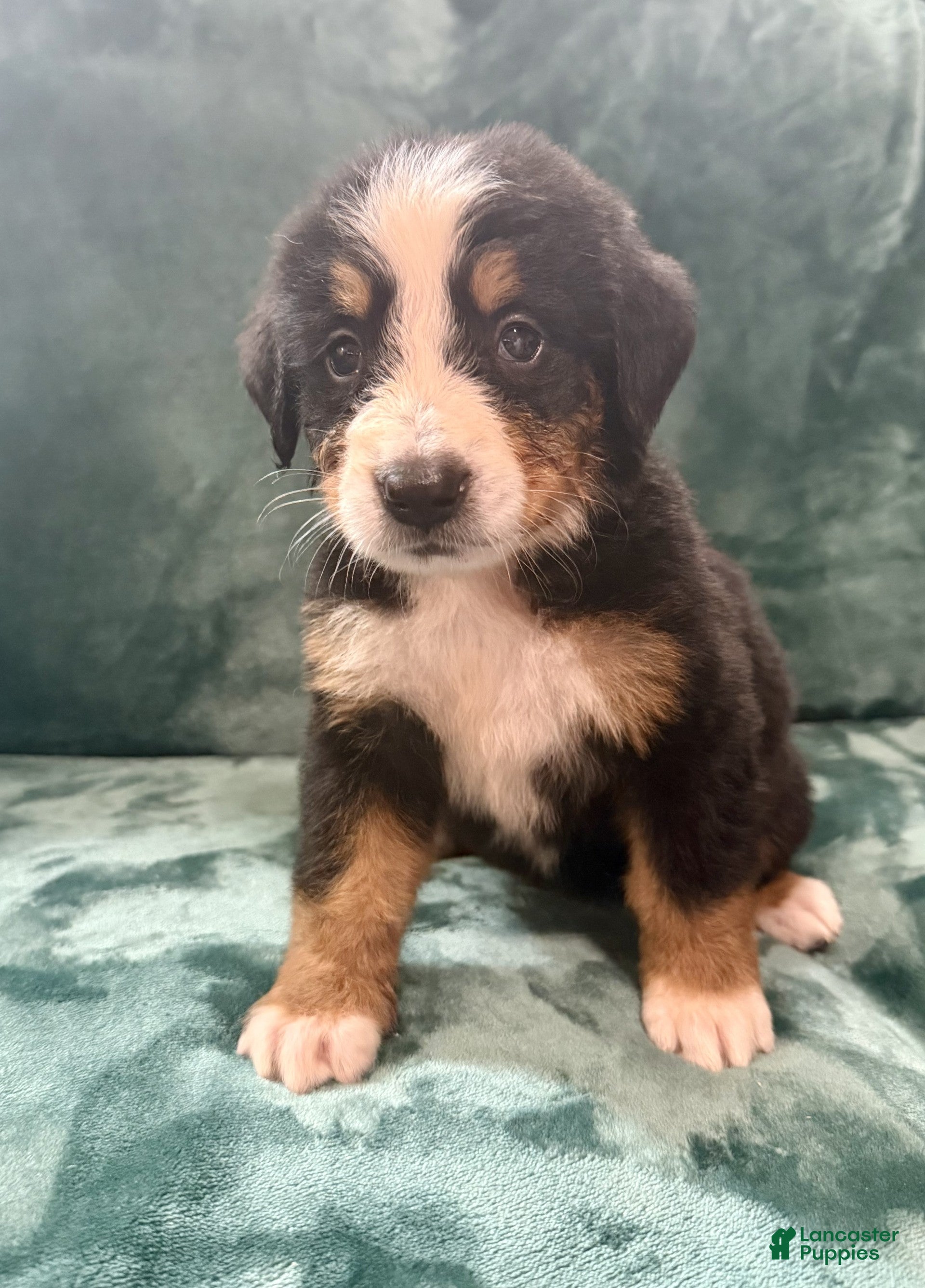 Bernese Mountain Dog dogs Millie - Ad 2