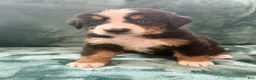 Bernese Mountain Dog dogs for sale: Millie - Ad 2